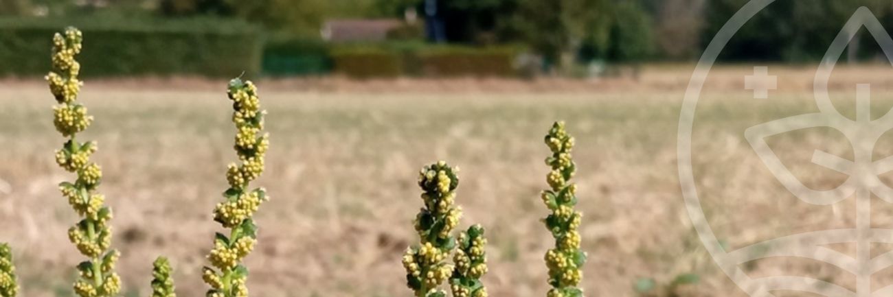 Image illustratrice de l'article