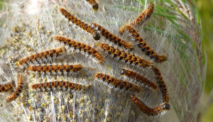 Image illustratrice de l'article