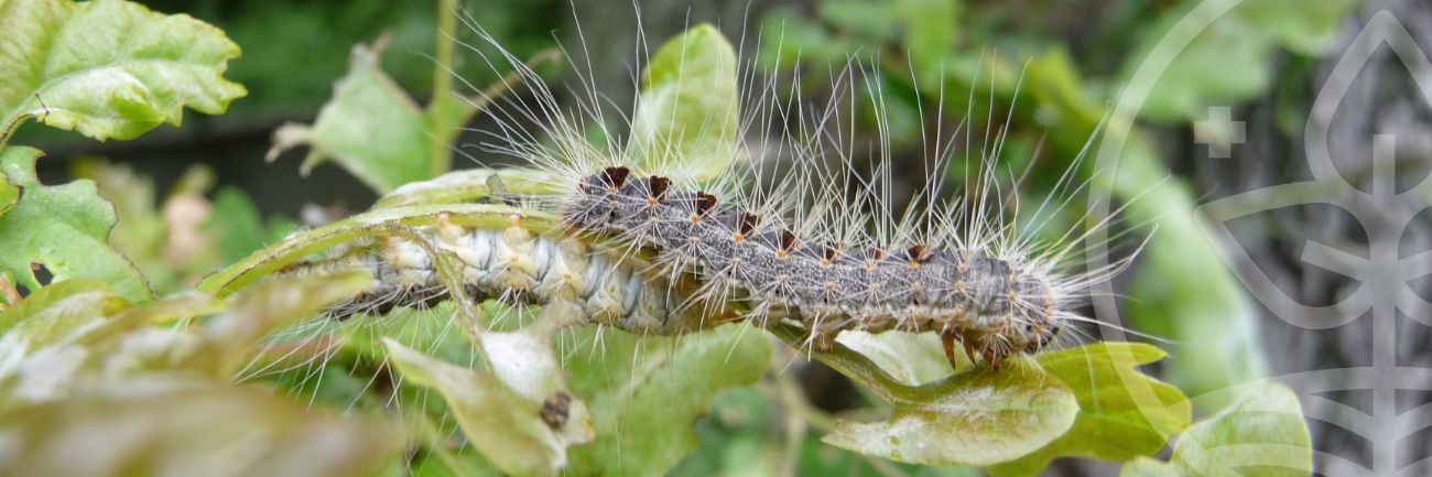 Image illustratrice de l'article