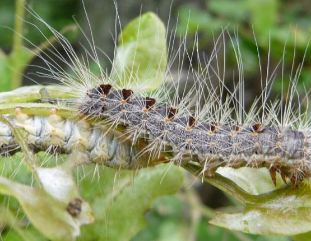 Image illustratrice de l'article