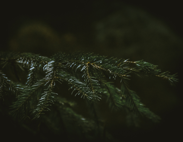 Nématode du pin : une menace pour la santé des forêts d’Ile de France