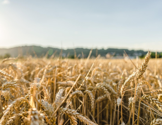 Biosurveillance dans les établissements d’enseignement agricole